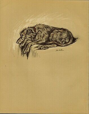 Scottish Deerhound Old 1937 Dog Art Print Artist Lucy Dawson " Mac "